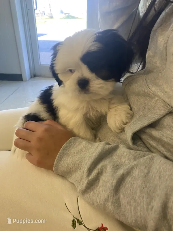 Snuppy, a male Shih Tzu for sale in Springdale, AR – Photo 1 of 2
