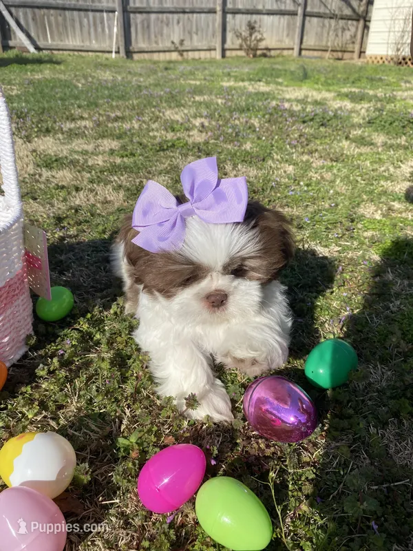 Cookie  – Shih Tzu puppy on hold in Springdale, AR