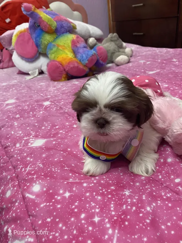 Cookie , a female Shih Tzu for sale in Springdale, AR – Photo 1 of 1