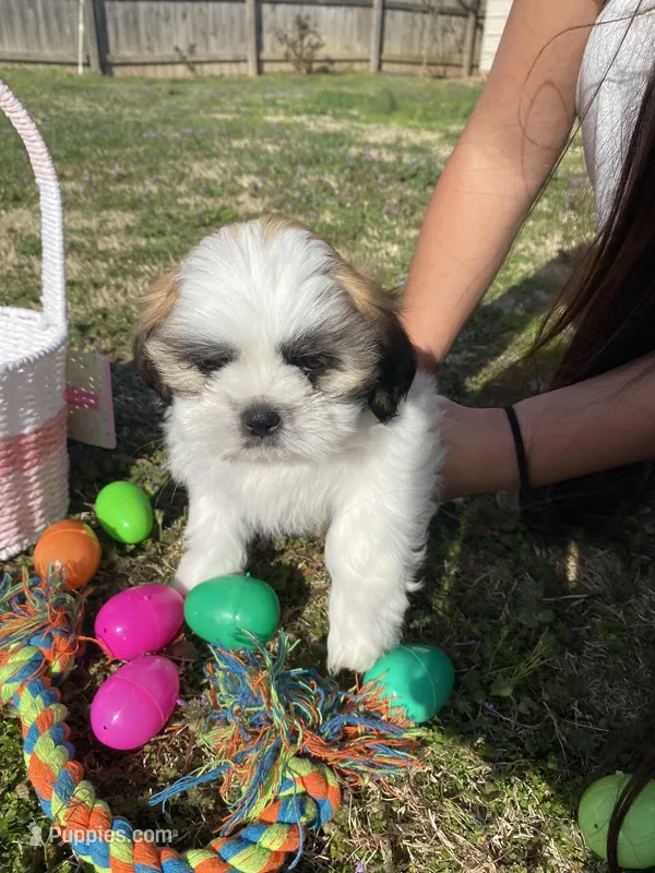 Blonde – Shih Tzu puppy for sale in Springdale, AR