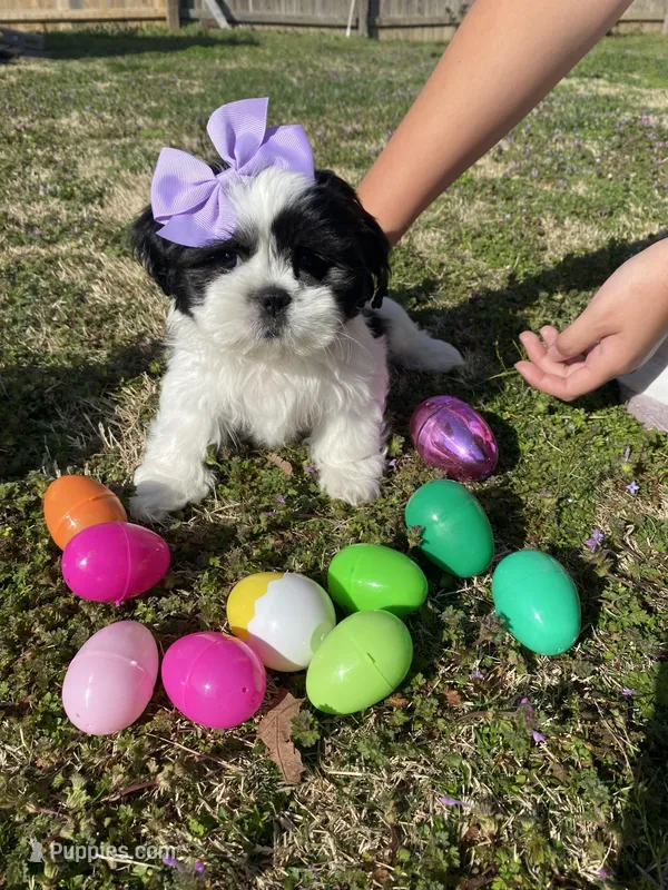 Princess  – Shih Tzu puppy for sale in Springdale, AR