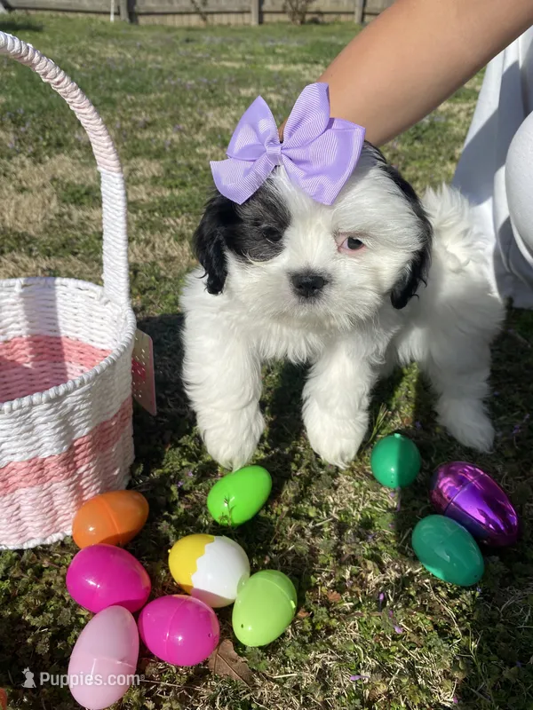 Snow White  – Shih Tzu puppy for sale in Springdale, AR