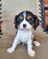 Benji, a male Cavalier King Charles Spaniel for sale in Beach City, OH – 4 of 5