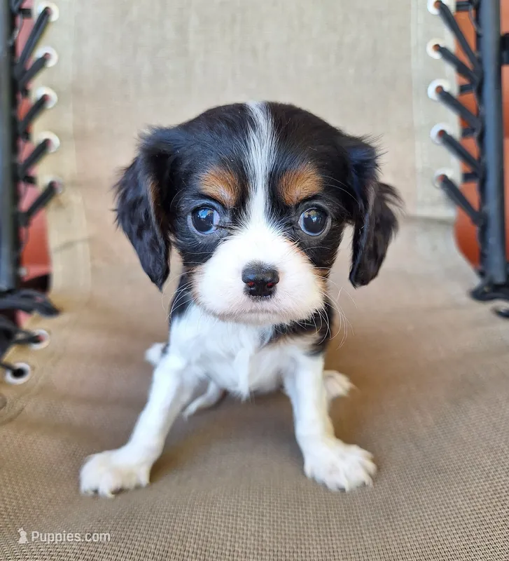 Daisy – Cavalier King Charles Spaniel puppy for sale in Beach City, OH