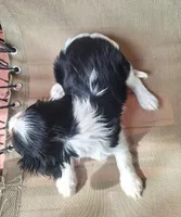 Pumpkin , a female Cavalier King Charles Spaniel for sale in Beach City, OH – 6 of 6