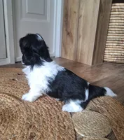 Daisy, a female Shih Tzu for sale in Beach City, OH – 5 of 8