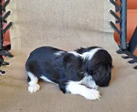 Daisy, a female Cavalier King Charles Spaniel for sale in Beach City, OH – 3 of 5