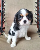 Bella, a female Cavalier King Charles Spaniel for sale in Beach City, OH – 2 of 6