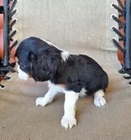 Daisy, a female Cavalier King Charles Spaniel for sale in Beach City, OH – 5 of 5