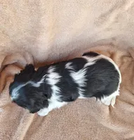 Sadie, a female Cavalier King Charles Spaniel for sale in Beach City, OH – Photo 6 of 6