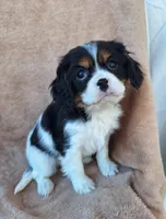 Sadie, a female Cavalier King Charles Spaniel for sale in Beach City, OH – Photo 2 of 6