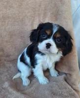 Sadie, a female Cavalier King Charles Spaniel for sale in Beach City, OH – Photo 1 of 6
