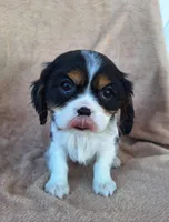 Sadie, a female Cavalier King Charles Spaniel for sale in Beach City, OH – Photo 3 of 6