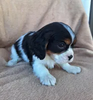 Sadie, a female Cavalier King Charles Spaniel for sale in Beach City, OH – Photo 4 of 6