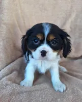 Sadie, a female Cavalier King Charles Spaniel for sale in Beach City, OH – Photo 5 of 6