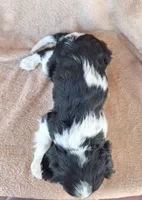 Benji, a male Cavalier King Charles Spaniel for sale in Beach City, OH – Photo 2 of 6