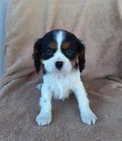 Benji, a male Cavalier King Charles Spaniel for sale in Beach City, OH – Photo 4 of 6