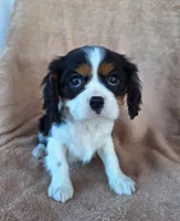 Benji, a male Cavalier King Charles Spaniel for sale in Beach City, OH – Photo 6 of 6