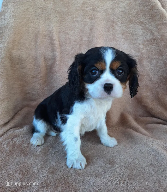 Benji, a male Cavalier King Charles Spaniel for sale in Beach City, OH – Photo 1 of 6