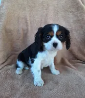 Benji, a male Cavalier King Charles Spaniel for sale in Beach City, OH – Photo 1 of 6