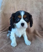 Benji, a male Cavalier King Charles Spaniel for sale in Beach City, OH – Photo 5 of 6