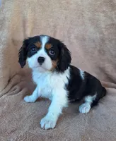 Benji, a male Cavalier King Charles Spaniel for sale in Beach City, OH – Photo 3 of 6