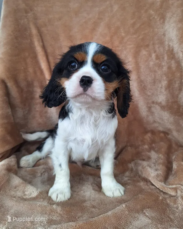 Benji – Cavalier King Charles Spaniel puppy for sale in Beach City, OH