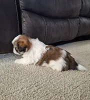 Lola, a female Shih Tzu for sale in Beach City, OH – 6 of 7
