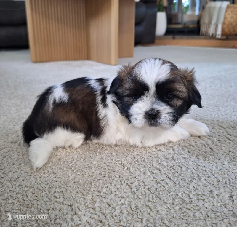 Bella  – Shih Tzu puppy for sale in Beach City, OH