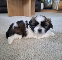 Bella , a female Shih Tzu for sale in Beach City, OH – 1 of 8