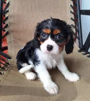 Autumn , a female Cavalier King Charles Spaniel for sale in Beach City, OH – 5 of 7