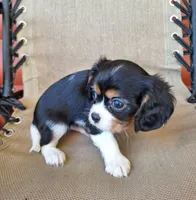 Hugo, a male Cavalier King Charles Spaniel for sale in Beach City, OH – 3 of 4