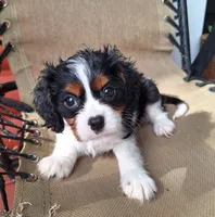 Benji , a male Cavalier King Charles Spaniel for sale in Beach City, OH – 5 of 7