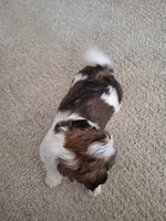 Archie , a male Shih Tzu for sale in Beach City, OH – 9 of 9