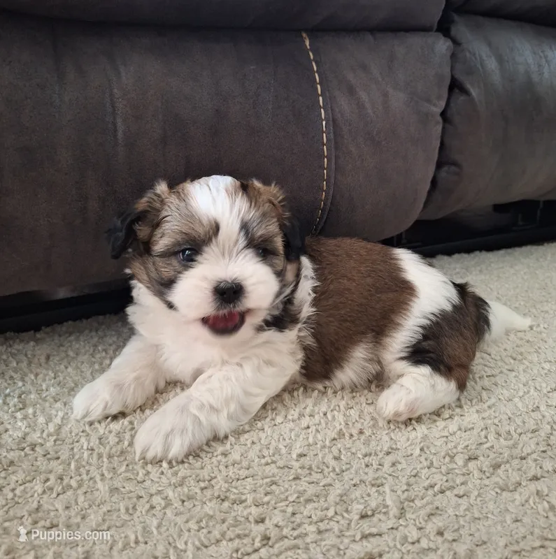 Archie  – Shih Tzu puppy for sale in Beach City, OH