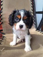 Benji , a male Cavalier King Charles Spaniel for sale in Beach City, OH – 3 of 7