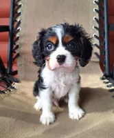 Benji , a male Cavalier King Charles Spaniel for sale in Beach City, OH – 6 of 7
