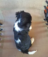 Winston , a male Cavalier King Charles Spaniel for sale in Beach City, OH – 3 of 7