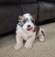 Archie , a male Shih Tzu for sale in Beach City, OH – 8 of 9