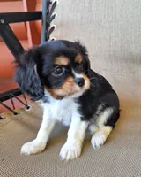 Winston , a male Cavalier King Charles Spaniel for sale in Beach City, OH – 5 of 7