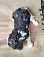 Autumn , a female Cavalier King Charles Spaniel for sale in Beach City, OH – 7 of 7