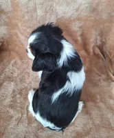 Bella, a female Cavalier King Charles Spaniel for sale in Beach City, OH – Photo 6 of 6