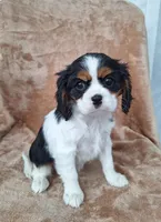 Bella, a female Cavalier King Charles Spaniel for sale in Beach City, OH – Photo 4 of 6