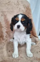 Bella, a female Cavalier King Charles Spaniel for sale in Beach City, OH – Photo 2 of 6