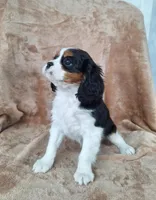 Bella, a female Cavalier King Charles Spaniel for sale in Beach City, OH – Photo 5 of 6