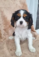 Bella, a female Cavalier King Charles Spaniel for sale in Beach City, OH – Photo 1 of 6