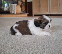 Archie , a male Shih Tzu for sale in Beach City, OH – 5 of 9