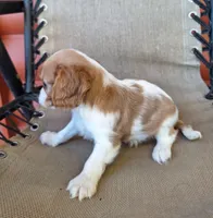 Ozzy, a male Cavalier King Charles Spaniel for sale in Beach City, OH – 2 of 6