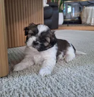 Sadie, a female Shih Tzu for sale in Beach City, OH – 5 of 8