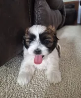 Bella , a female Shih Tzu for sale in Beach City, OH – 7 of 8